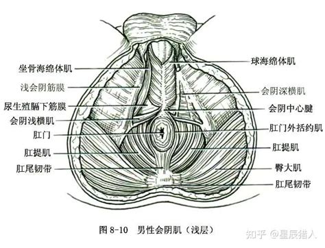 女人小穴|女性生殖系统解剖图（建议收藏）